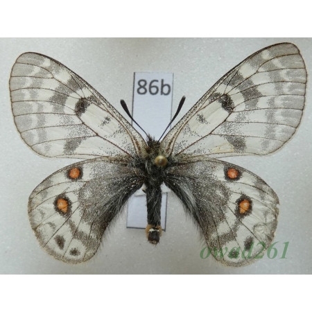 Parnassius acdestis subsp. ohkumai Koiwaya, 1993 China86b